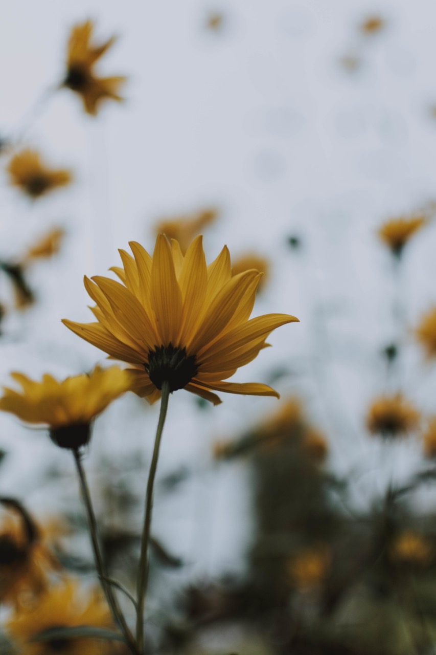 Vertical selective shot of a yellow flower in a garden Vertical selective shot of a yellow flower in a garden