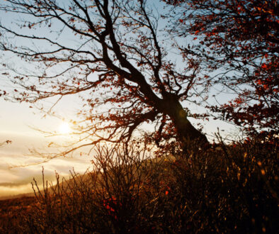 Dark bare autumn trees on sunrise at Carpathian mountains. Art p